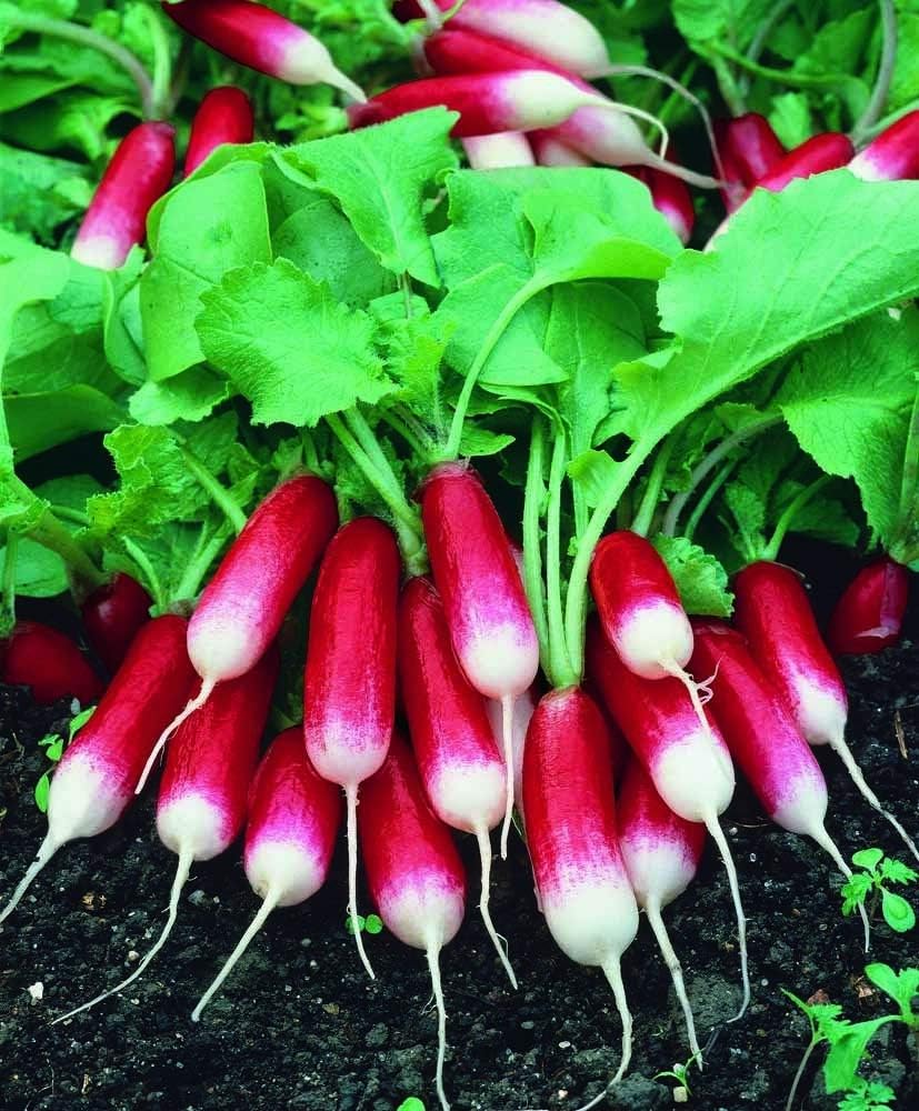 Semillas de Rábano Francés Vegetal 18 Días Temprano Rojo Heirloom – 300 Semillas