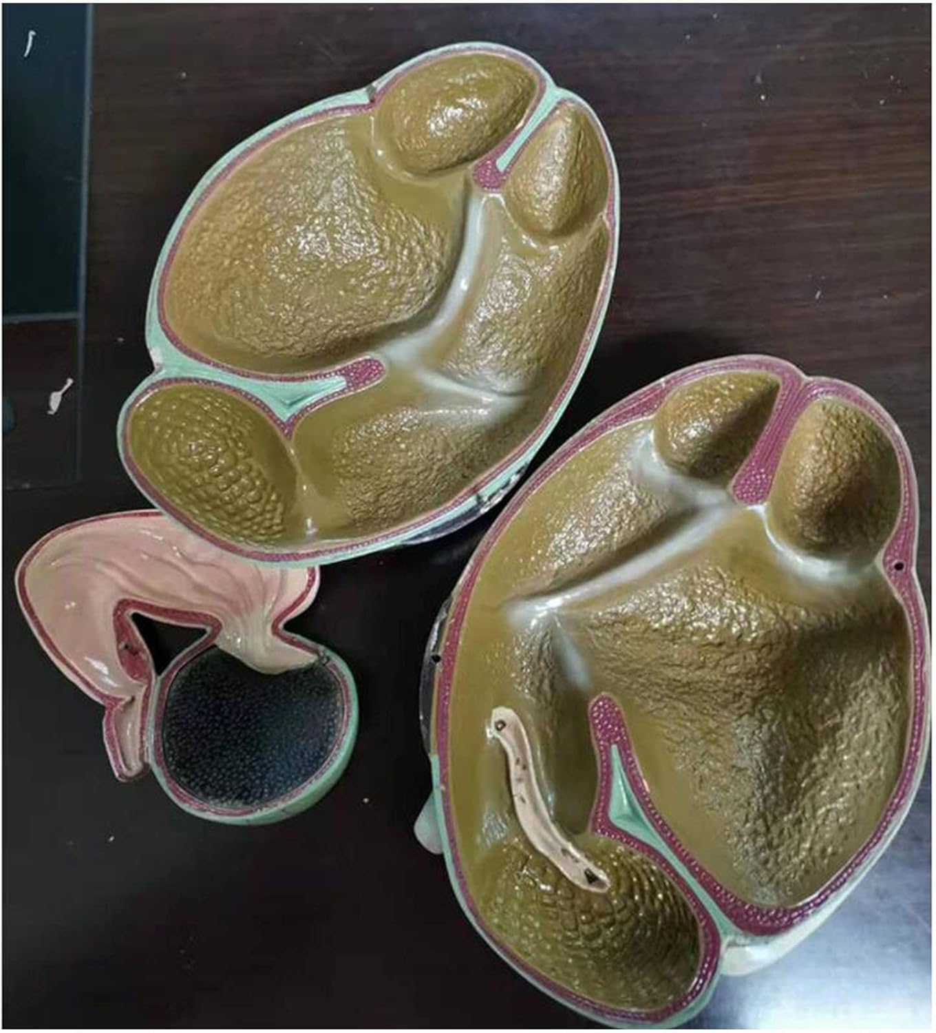 Modelo de anatomía de órgano de estómago de vaca Modelo de estómago anatómico de grado profesional para herramienta de educación de ciencias