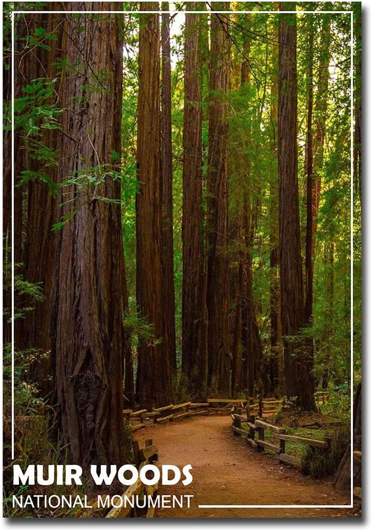 Muir Woods National Monument California – Imán para nevera (2,5 x 3,5 pulgadas)