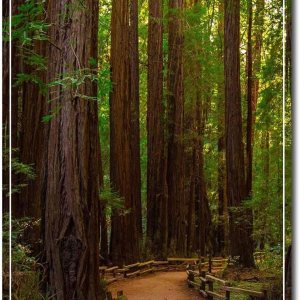 Muir Woods National Monument California – Imán para nevera (2,5 x 3,5 pulgadas) Muir Woods National Monument California – Imán para nevera (2,5 x 3,5 pulgadas)