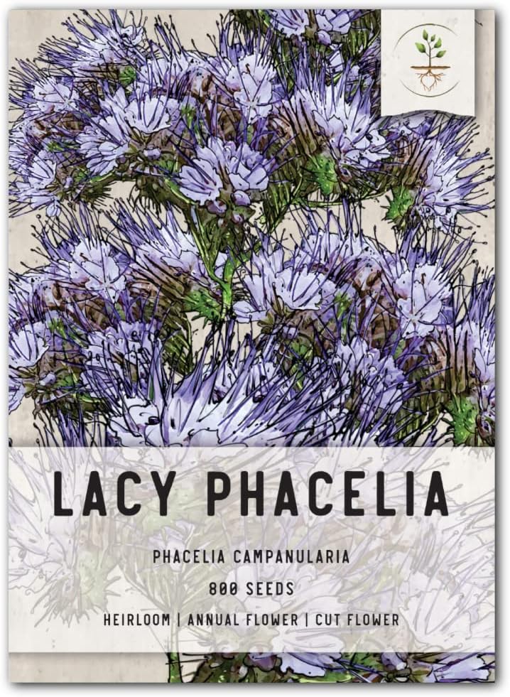 Seed Needs, Lacy Phacelia (Phacelia tanacetifolia) Paquete doble de 800 semillas cada una
