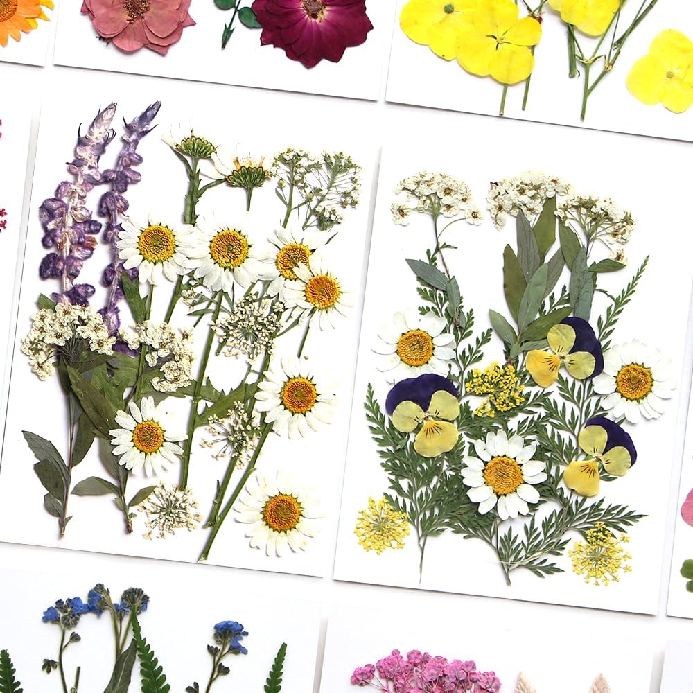 Flores secas prensadas, flores blancas naturales prensadas para manualidades, juego de hojas pequeñas de flores reales para resina, bricolaje,
