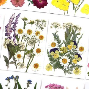 Flores secas prensadas, flores blancas naturales prensadas para manualidades, juego de hojas pequeñas de flores reales para resina, bricolaje, Flores secas prensadas, flores blancas naturales prensadas para manualidades, juego de hojas pequeñas de flores reales para resina, bricolaje,