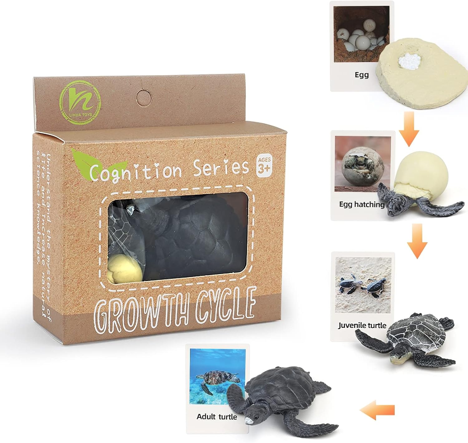 Montessori – Figuras de animales de ciclo de vida con tarjetas flash, figuras de animales realistas, juego educativo de animales a juego para niños