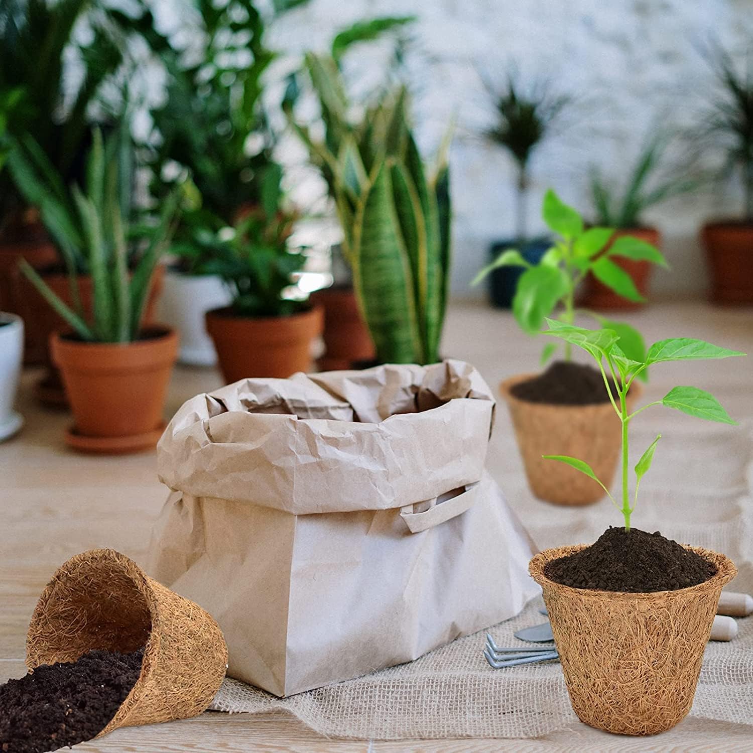 Halatool Paquete de 100 macetas de turba de coco para principiantes, macetas biodegradables para jardín, guardería, kits de germinación de semillas
