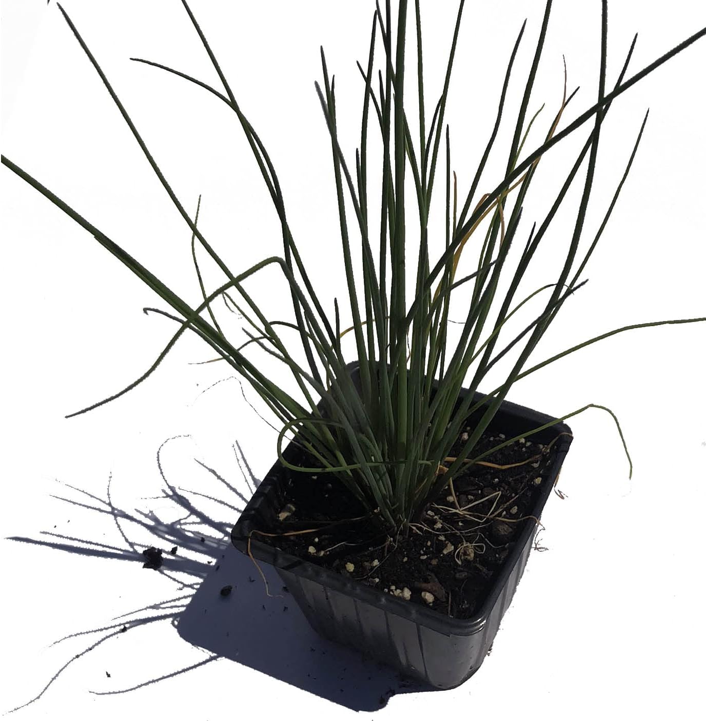 Planta de cebollino orgánico, (Allium schoenoprasum) maceta de 2.5 pulgadas – Hierbas de jardín de cocina planta viva