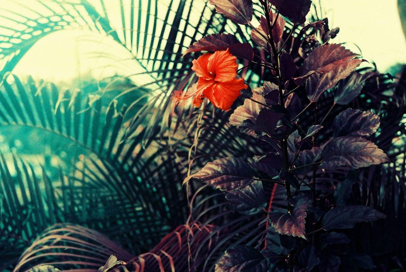 Lomochrome Púrpura 1.378 in ISO 100-400
