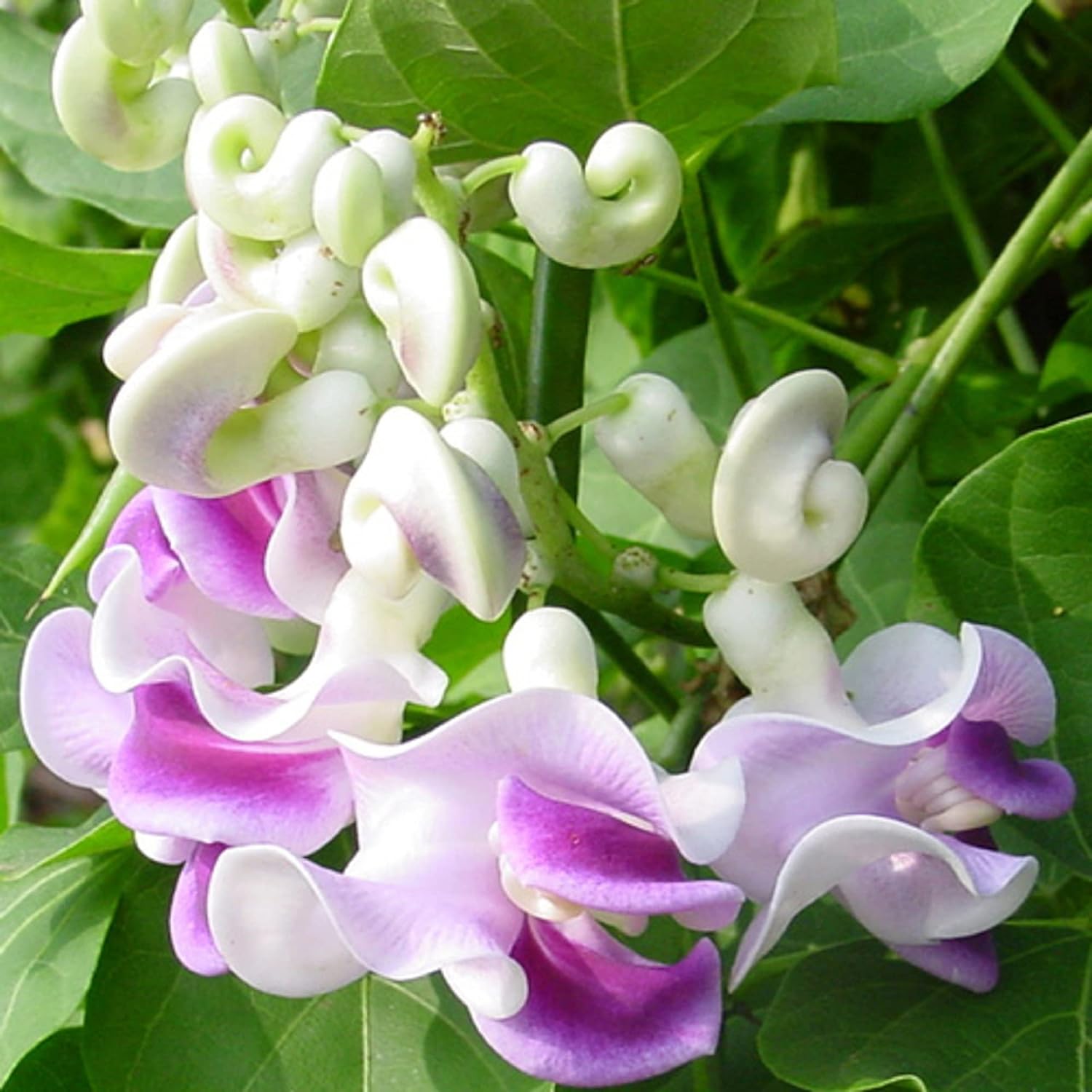 CHUXAY GARDEN Cochliasanthus Caracalla-Sacacorchos, vid de caracol, enredadera de caracol, flor de caracol, frijol de caracol, 8 semillas