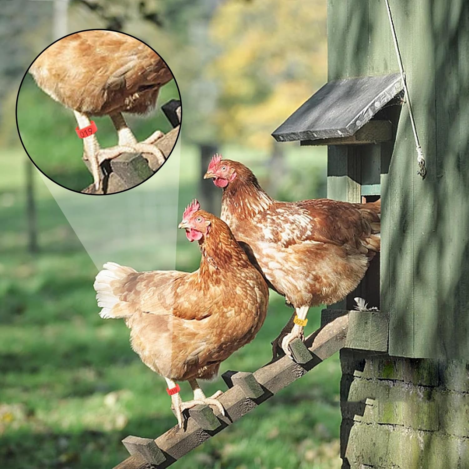 100 bandas para patas de pollo, 5 colores para pato, ganso, paloma, aves medianas, gestión de identificación de aves de corral (0.62 pulgadas de