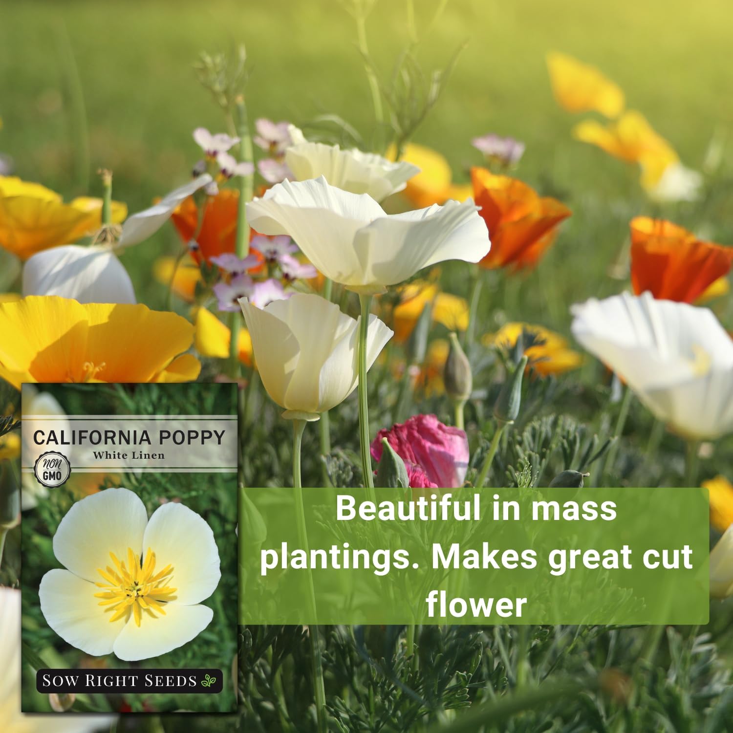 Sow Right Seeds – Semillas de amapola de California de lino blanco para plantar – Paquete de reliquia sin OMG con instrucciones para cultivar un