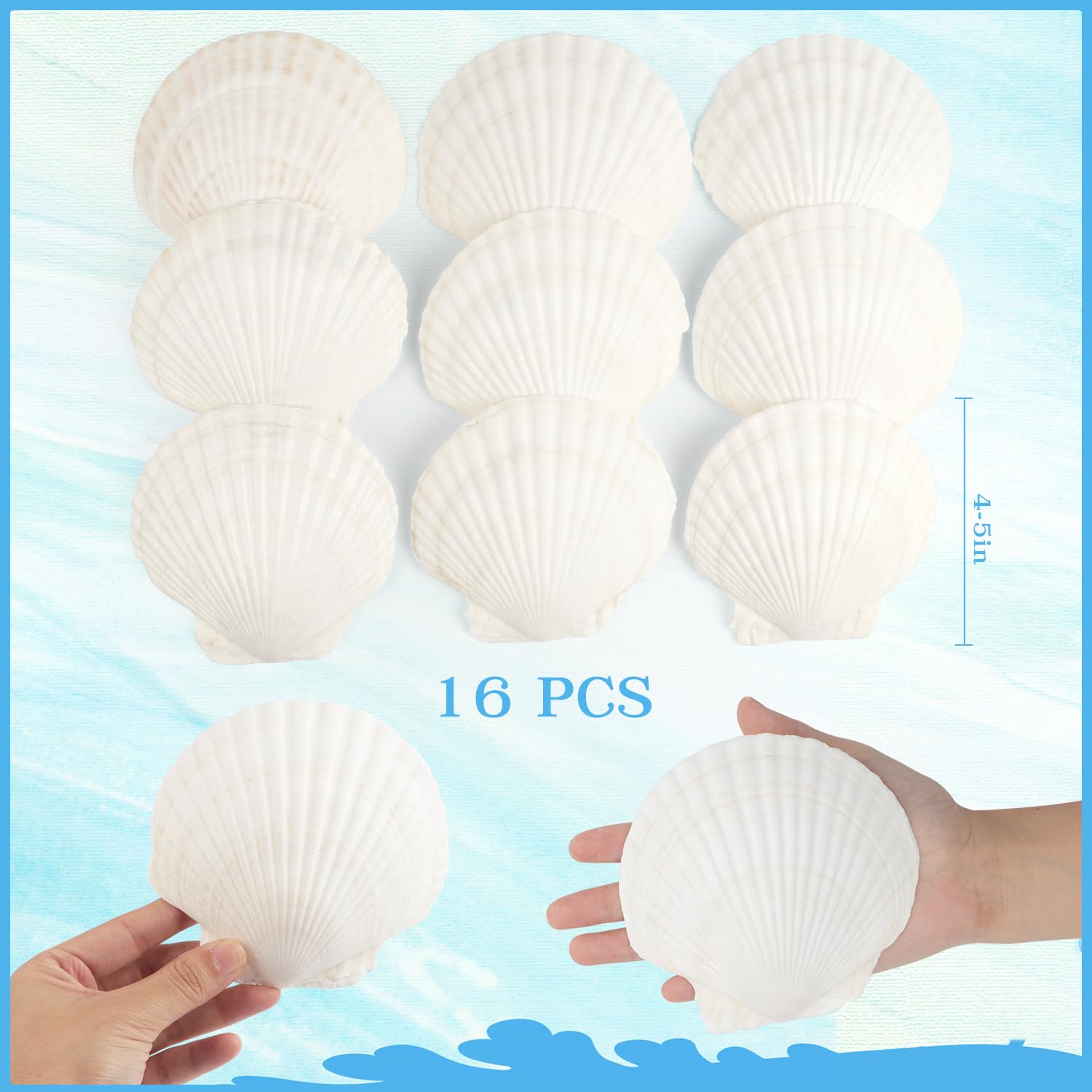 16 conchas de vieira natural, conchas de vieira blancas de 4 a 5 pulgadas, conchas marinas grandes para manualidades, decoración de boda, fiesta