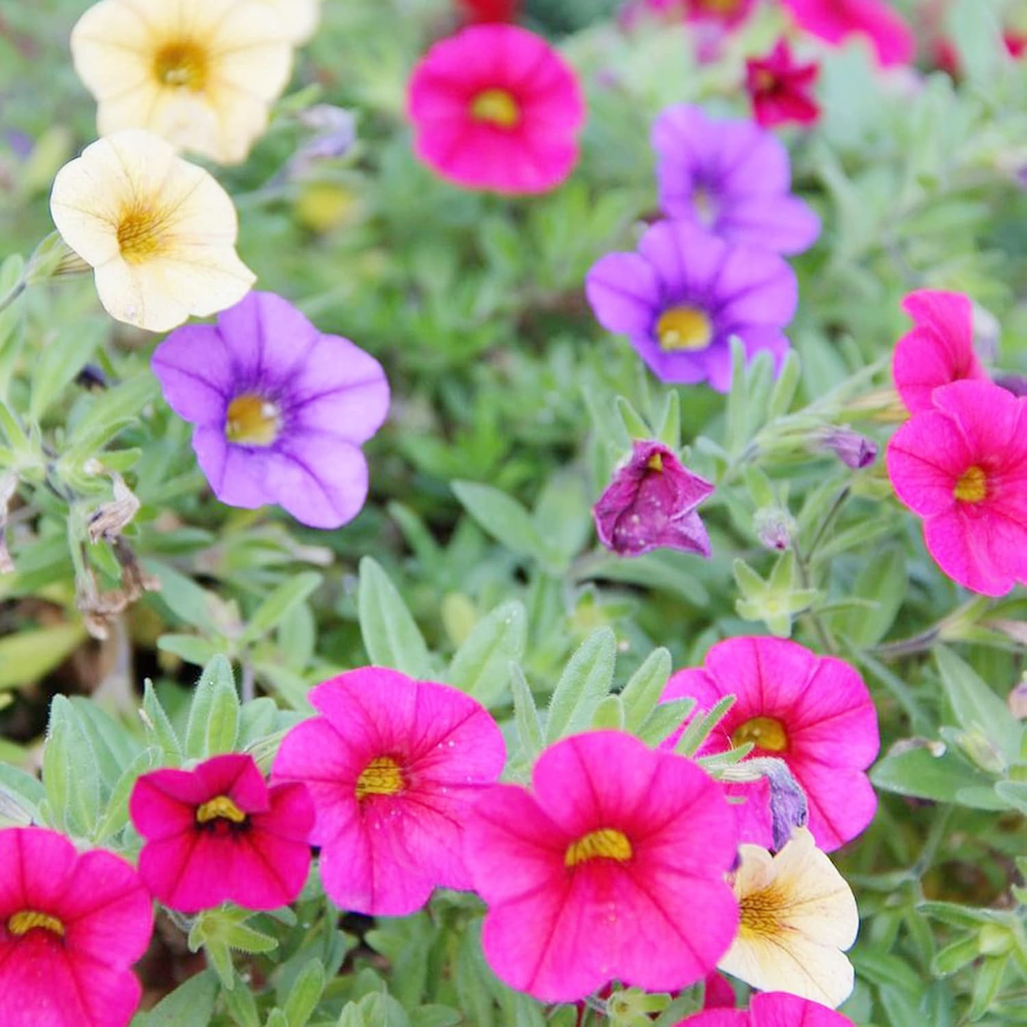 YEGAOL Garden – Semillas de Calibrachoa mixtas atrae anualmente polinizadores, cestas colgantes, camas para exteriores, 100 semillas de flores