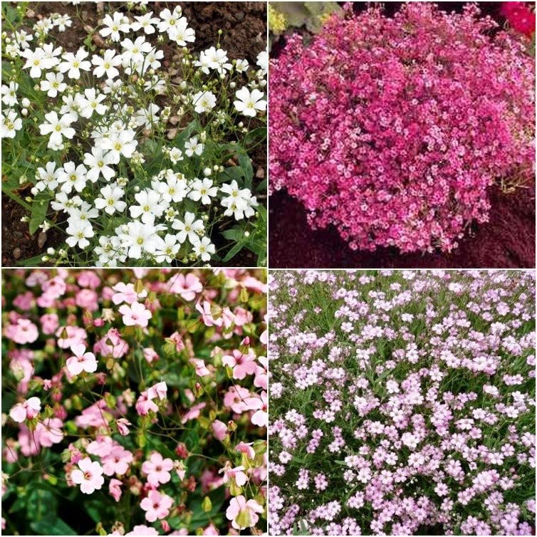 Semillas de aliento de Babys  Mezcla  Paquete  Semillas de flores blancasrosas, semillas de reliquia atrae abejas, atrae mariposas, atrae