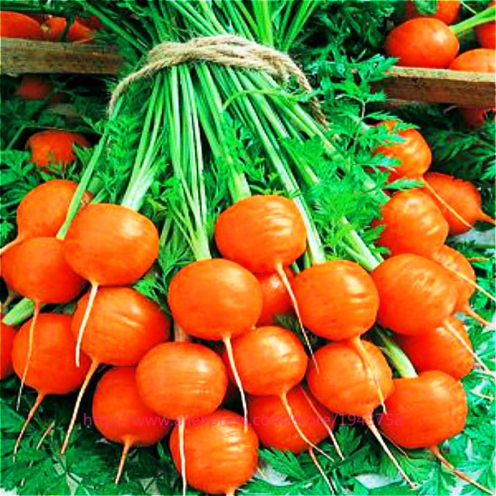 Semillas Sweet Zanahoria Mercado París Rojo Vegetal Heirloom para plantar sin OMG – 1000 semillas