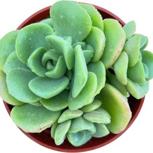 Sprout N Green Aeonium Lily Pad en maceta de iniciación de 4 pulgadas, planta suculenta viva rara totalmente enraizada en maceta con tierra, oficina Sprout N Green Aeonium Lily Pad en maceta de iniciación de 4 pulgadas, planta suculenta viva rara totalmente enraizada en maceta con tierra, oficina