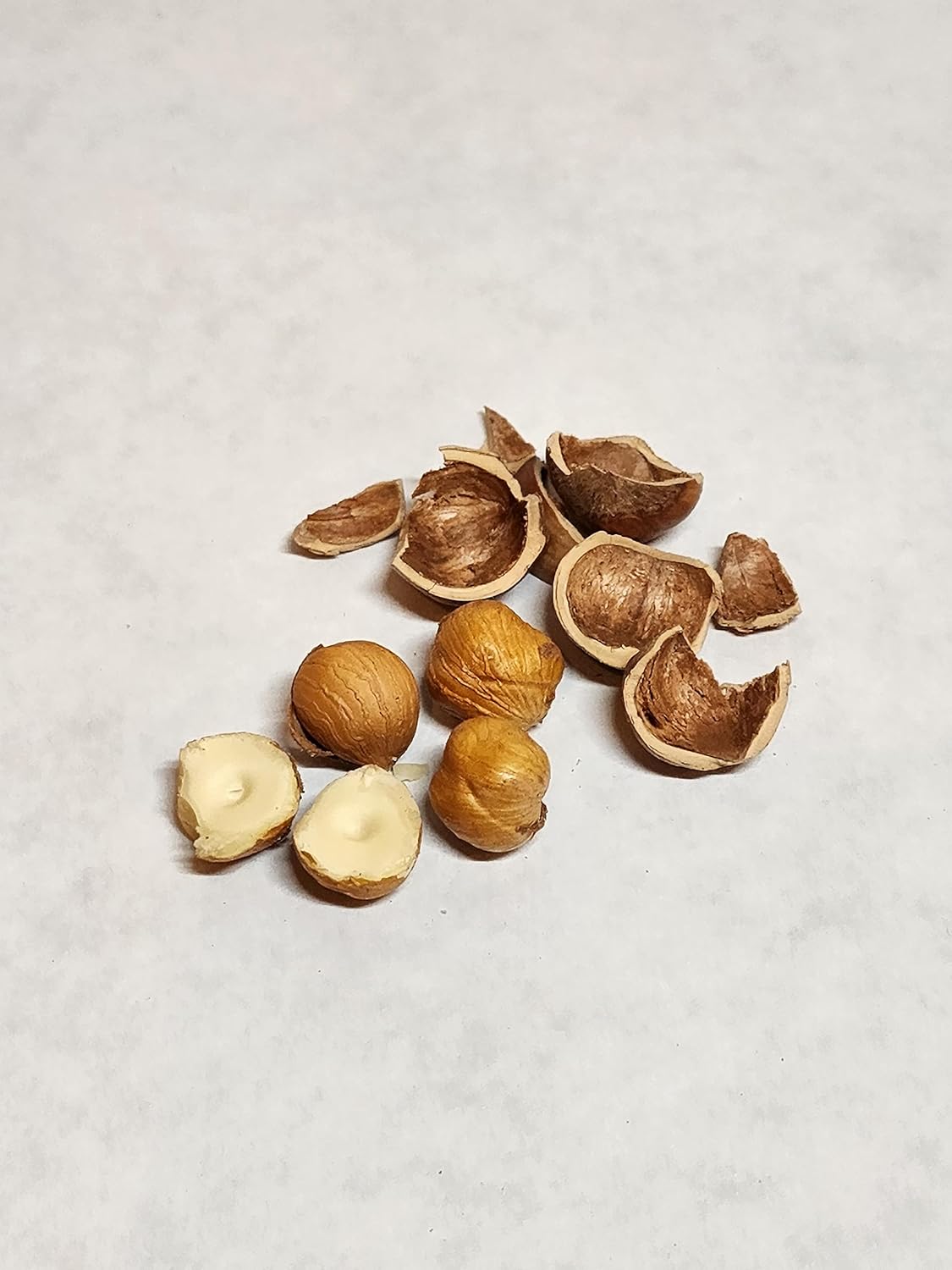 Avellanas en cáscara de nuestro huerto familiar en el estado de Washington (crudo, 4 libras)