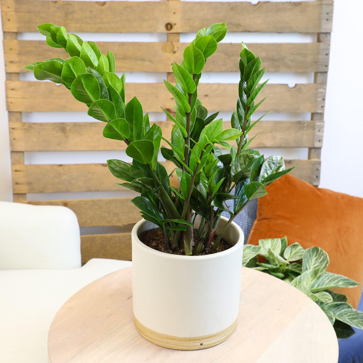 Zamioculcas Zamiifolia de 6 pulgadas, plantas ZZ vivas para interiores, plantas de interior vivas para interiores, plantas de interior vivas,