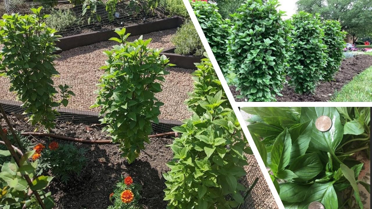 Juego de 2 albahaca tailandesa especial más de 20 torres tailandesas especiales de albahaca dulce Everleaf Thai Towers abundantes hojas con sabor a