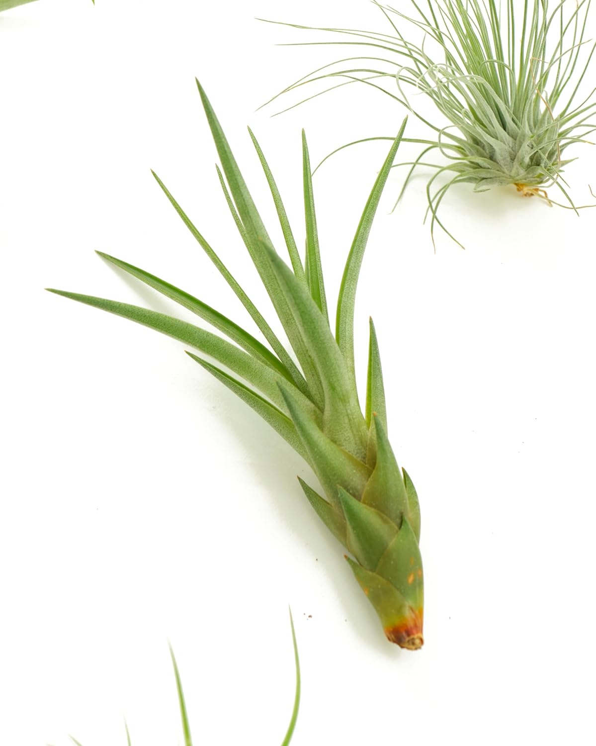 Shop Suculents – Plantas seleccionadas a mano, variedad de especies, plantas de interior tropicales para decoración del hogar y terrarios