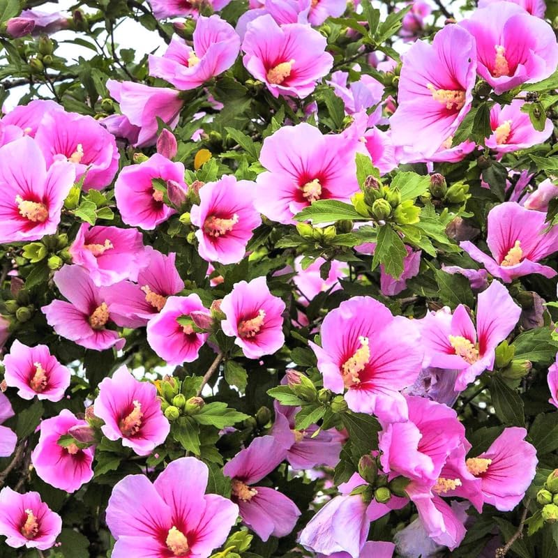 1 rosa rosa de Sharon plantas vivas para plantar, plantas de flores de hibisco Althea, plantas de hibisco siriaco viven en un recipiente de cuarto