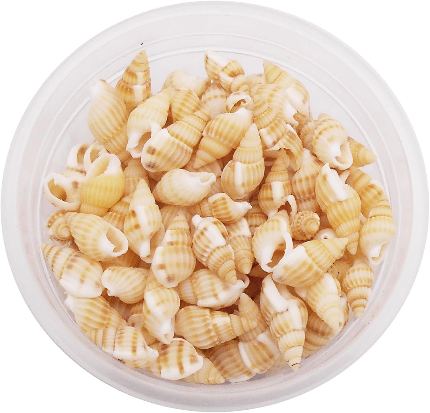 Cerca de 250 piezas de conchas en espiral de playa de concha de mar de color amarillo natural para manualidades, mini caracola, concha de mar para