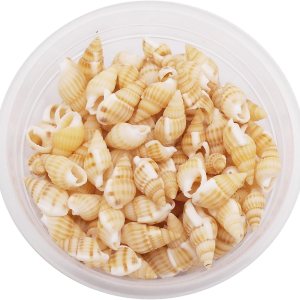Cerca de 250 piezas de conchas en espiral de playa de concha de mar de color amarillo natural para manualidades, mini caracola, concha de mar para Cerca de 250 piezas de conchas en espiral de playa de concha de mar de color amarillo natural para manualidades, mini caracola, concha de mar para