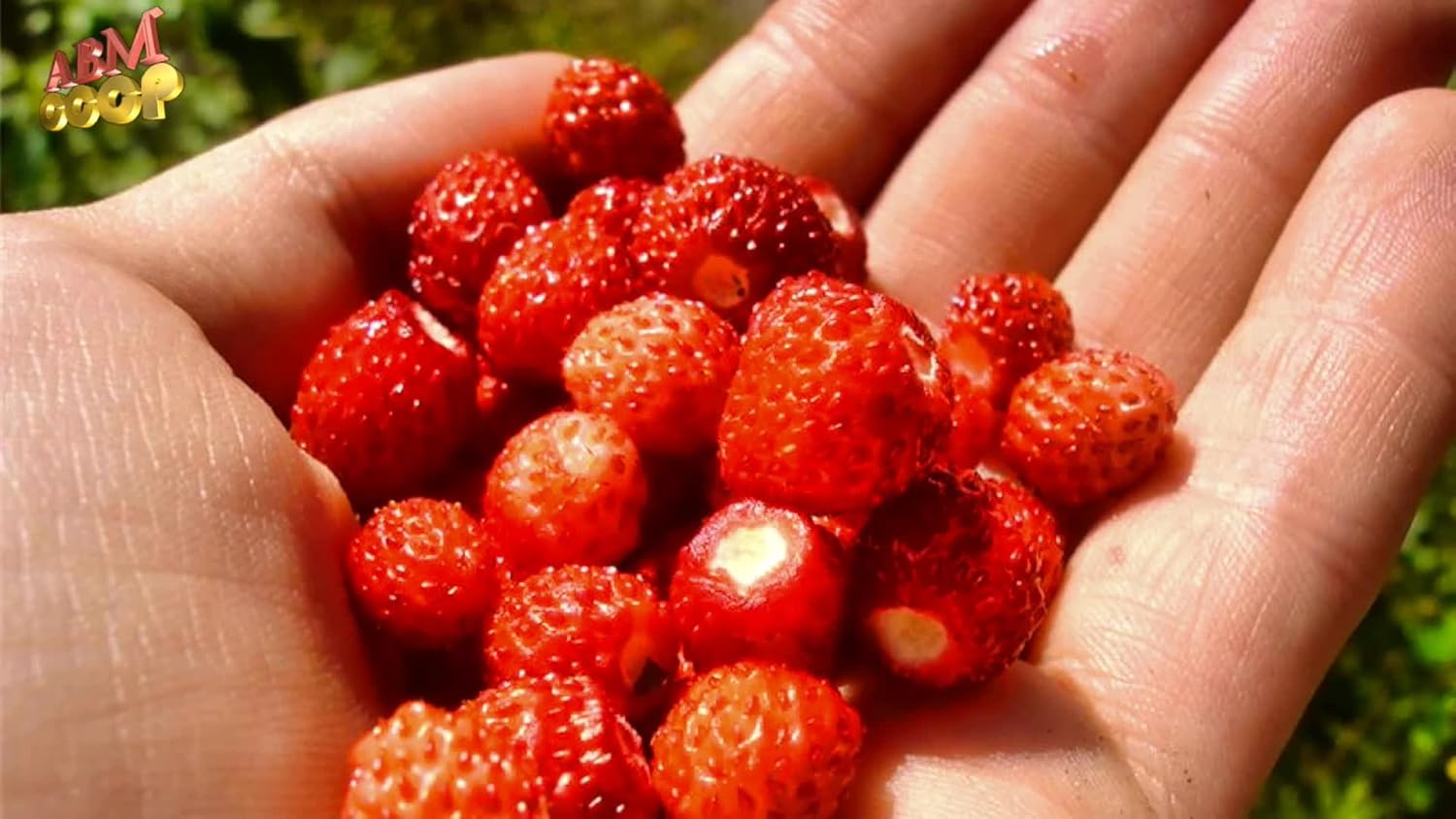 Fruit Alpine Giant Strawberry Regina Red – 100 Semillas