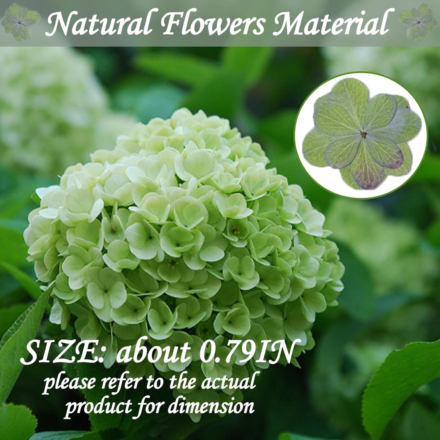HEISENLIN 60 piezas de flores secas verdes hortensias dobles para adornos de resina, flores prensadas naturales para manualidades de resina,