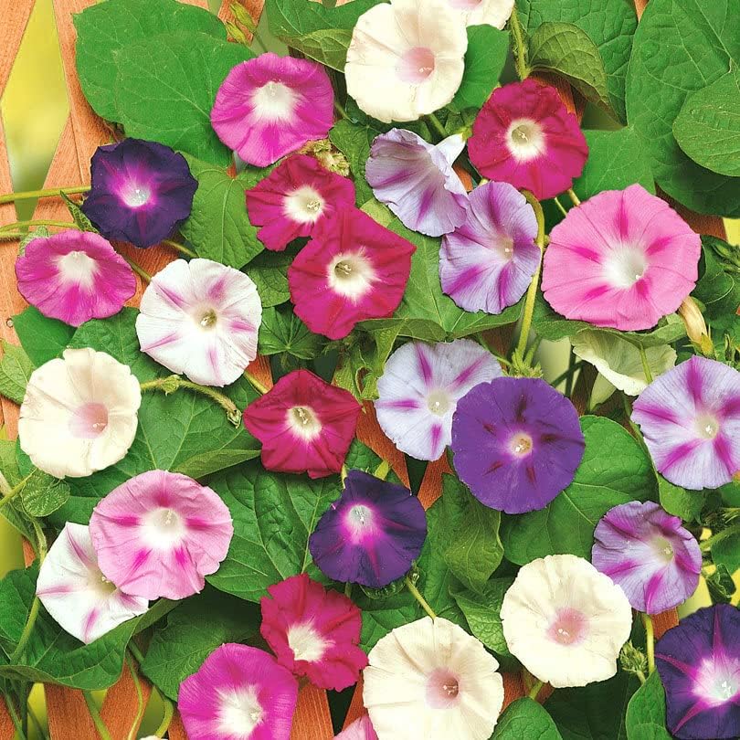 Seeds4planting – Semillas Morning Glory Purple Mix Ipomoea Flores anuales