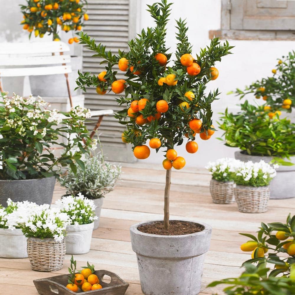 ‘s Premium Orange Tree – Mezcla de tierra para macetas de drenaje rápido para cultivar y trasplantar Citrus Sinensis – 3 cuartos de galón