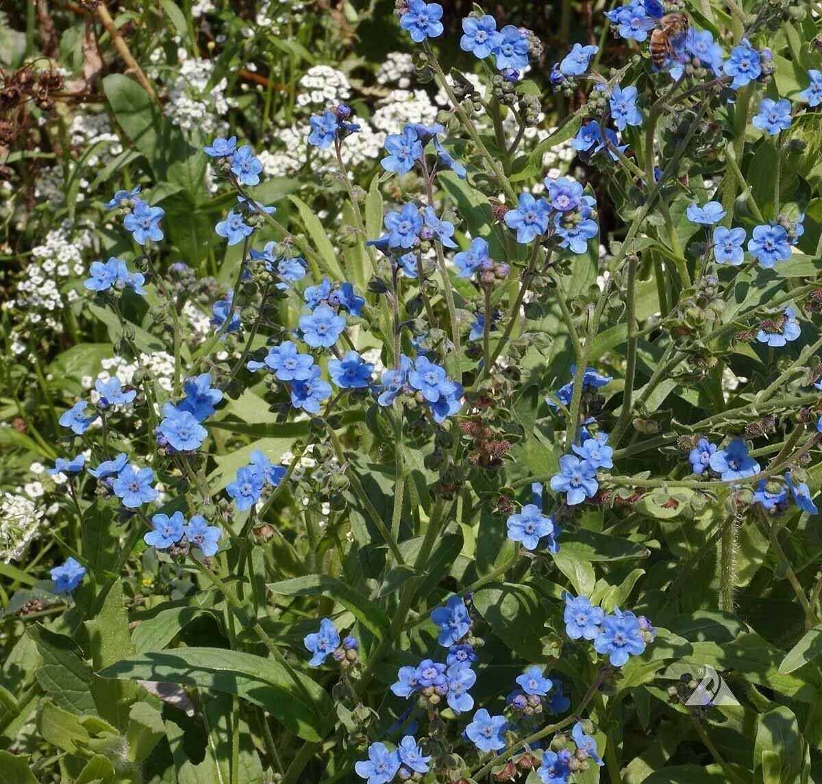 500 Blue Chinese Forget Me Not Hound’s Tongue Flower Seeds Cynoglossum amabile