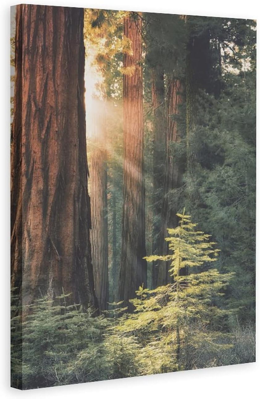 Póster de lienzo con diseño de árbol de secuoya con salida del sol, bosque, naturaleza, decoración de dormitorio, paisaje deportivo, oficina,