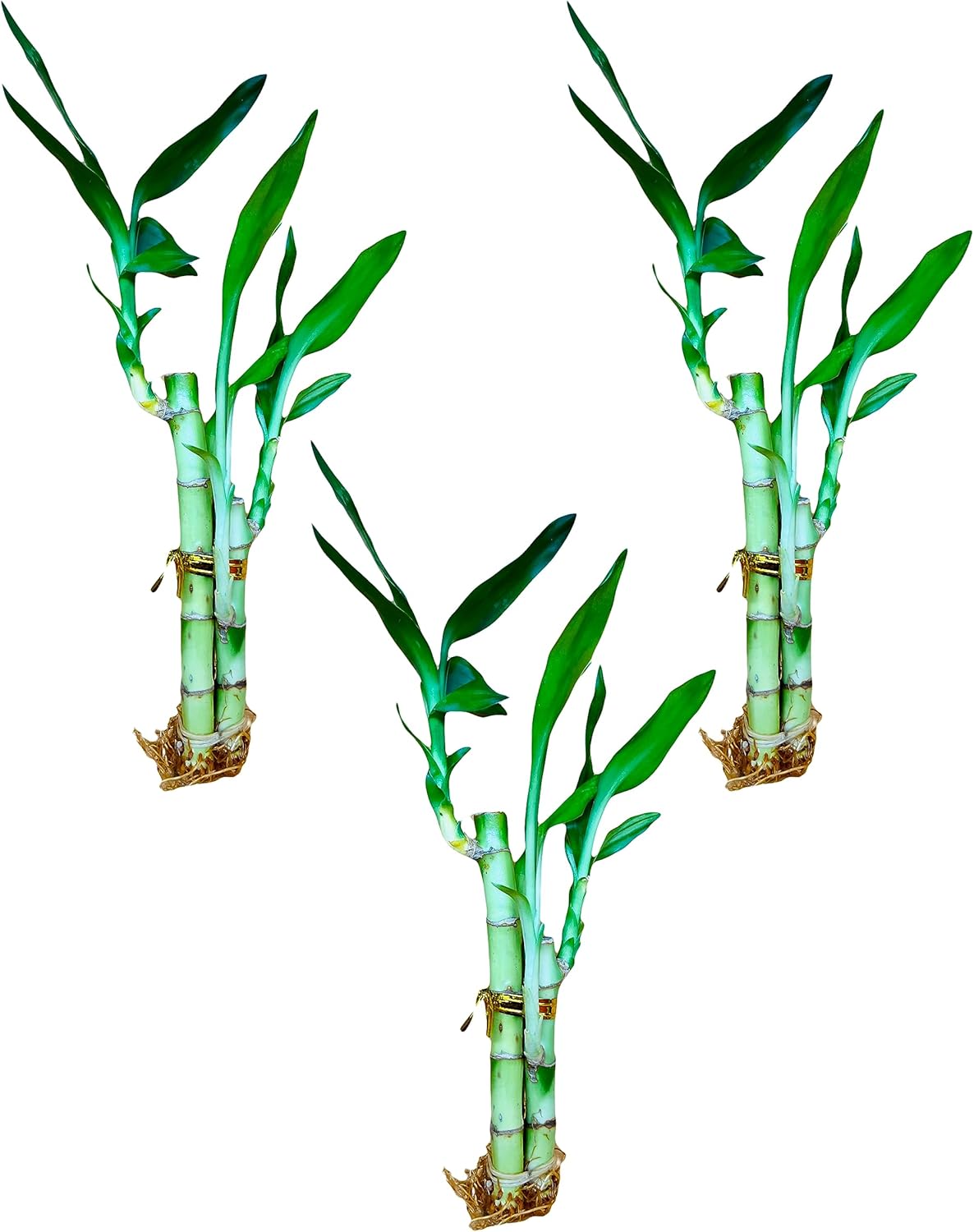 Lucky Bamboo Arrangements – 3 vástagos de 4, 4, 6, 3, 4, 6 pulgadas, 3 vástagos, 4, 4, 6 pulgadas (3 unidades de arreglo)