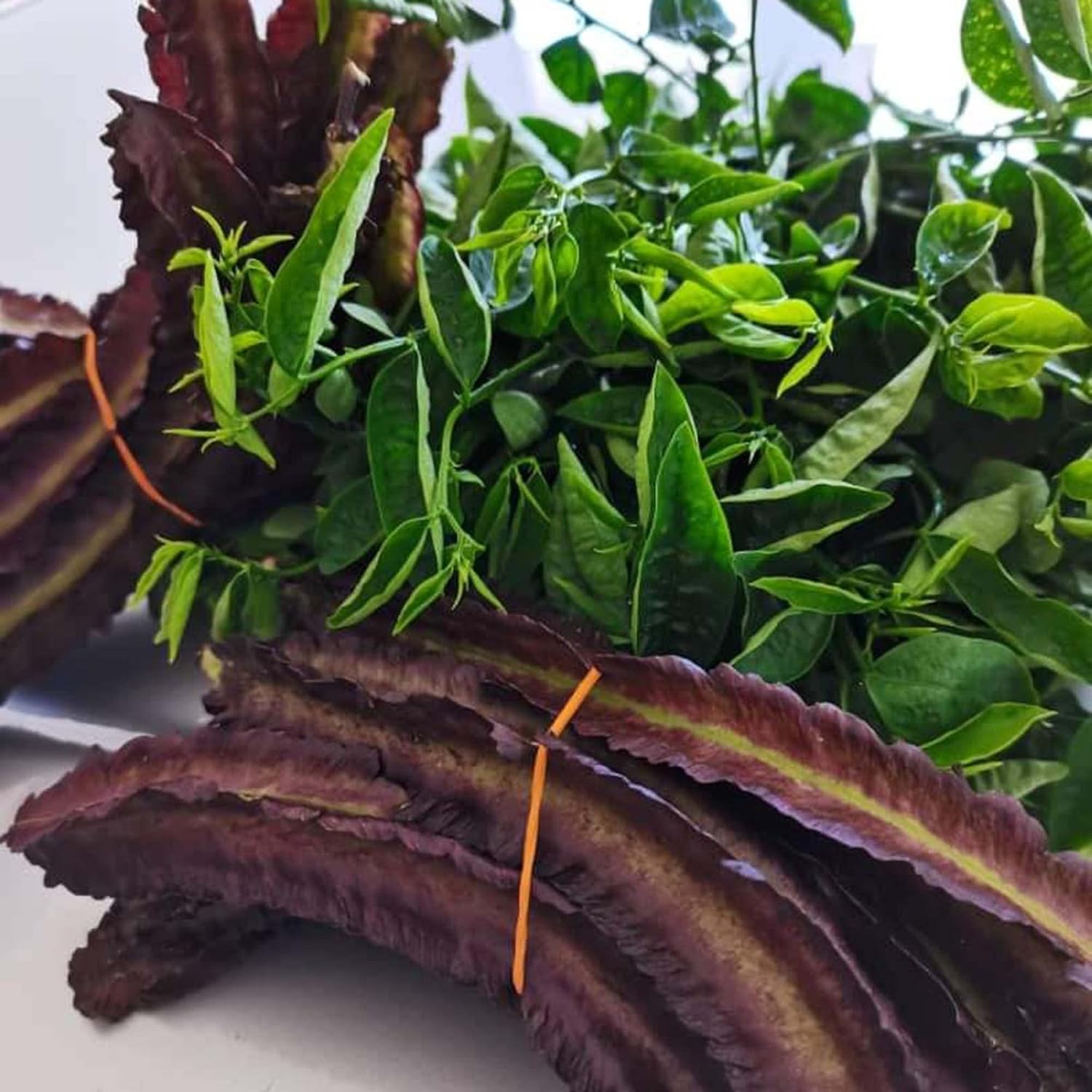 YEGAOL Garden – Semillas de frijol aladas moradas Psophocarpus Tetragonolobus, sabor único, valor nutricional, culinario, libre de OGM, para jardín,