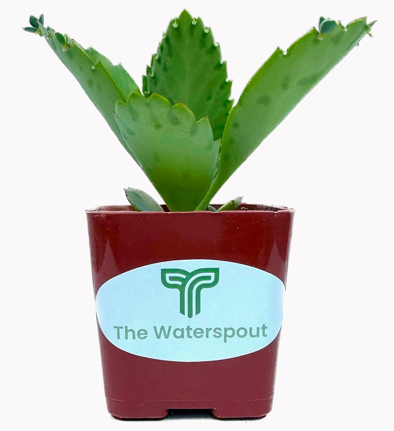 Colecciones de cactus suculentas de 2 pulgadas (sombrero mexicano Kalanchoe Diagremontiana)