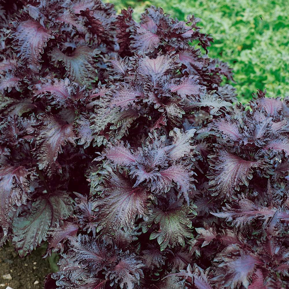 Outsidepride 1000 semillas anuales Perilla Frutescens Planta de carne de res Semillas de jardín de hierbas para plantar