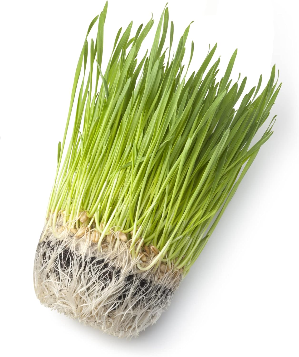 Semillas de hierba gatera para brotar – Trigo rojo duro de invierno, sin OMG, hierba de trigo de alta germinación (14 libra)