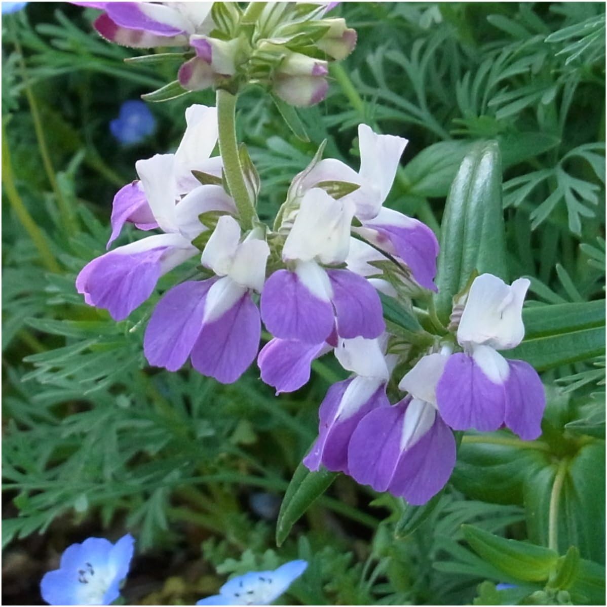 Seed Needs, Chinese Houses – Semillas de flores para plantar (Collinsia heterophylla), paquete individual de 1,000 semillas, reliquia, polinizado