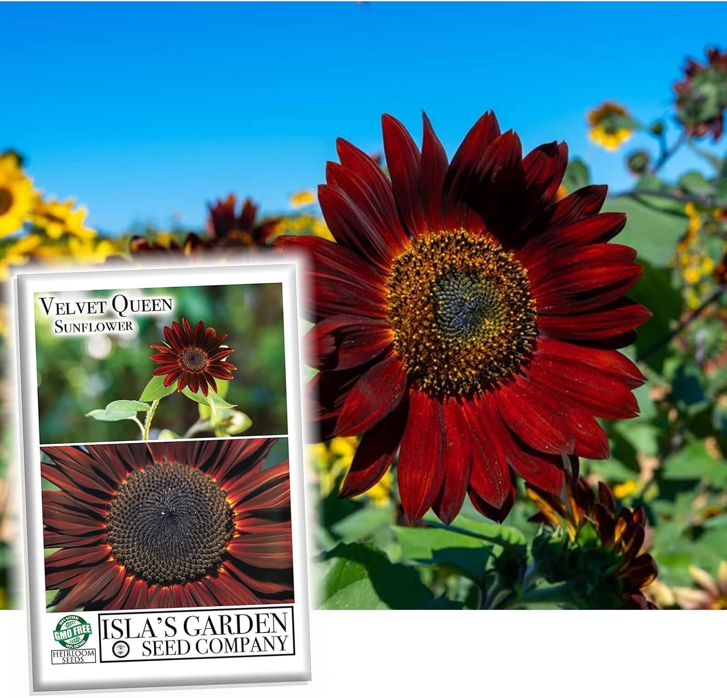 Velvet Queen Mix – Semillas de girasol para plantar, más de 50 semillas por paquete, semillas de jardín de Isla (semillas de jardín de Isla),