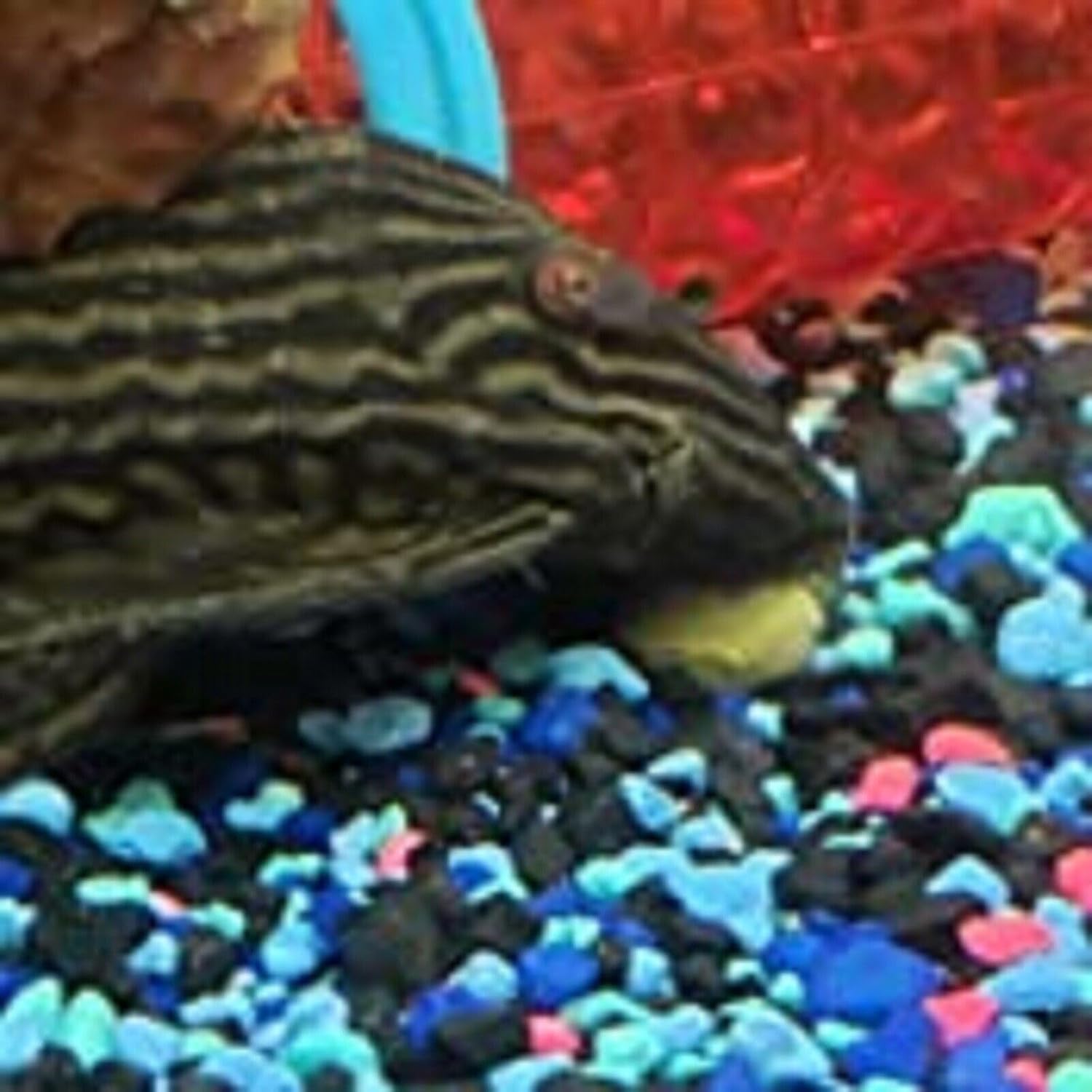 Aquatic Foods Inc. Hundimiento de 0.709 in – 34″ obleas de espirulina, algas, para peces de fondo, plecos, camarones, caracoles, cangrejos de río,