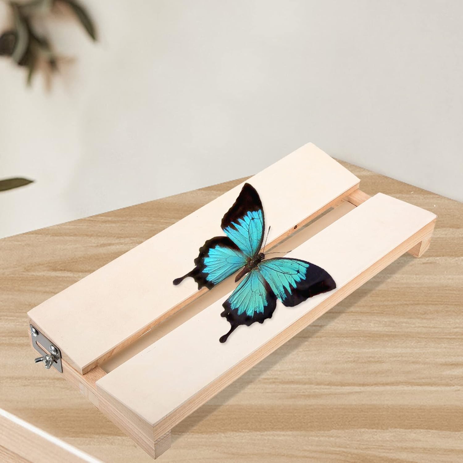 Tablero de difusión de montaje de mariposa Tablero de visualización Tablero de fijación de espécimen Tabla de difusión para educación científica