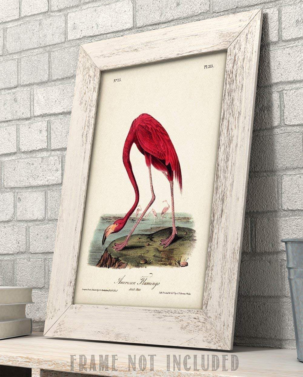 American Flamingo Illustration – 11×14 Unframed Art Print – Great Wall Decor Under $15
