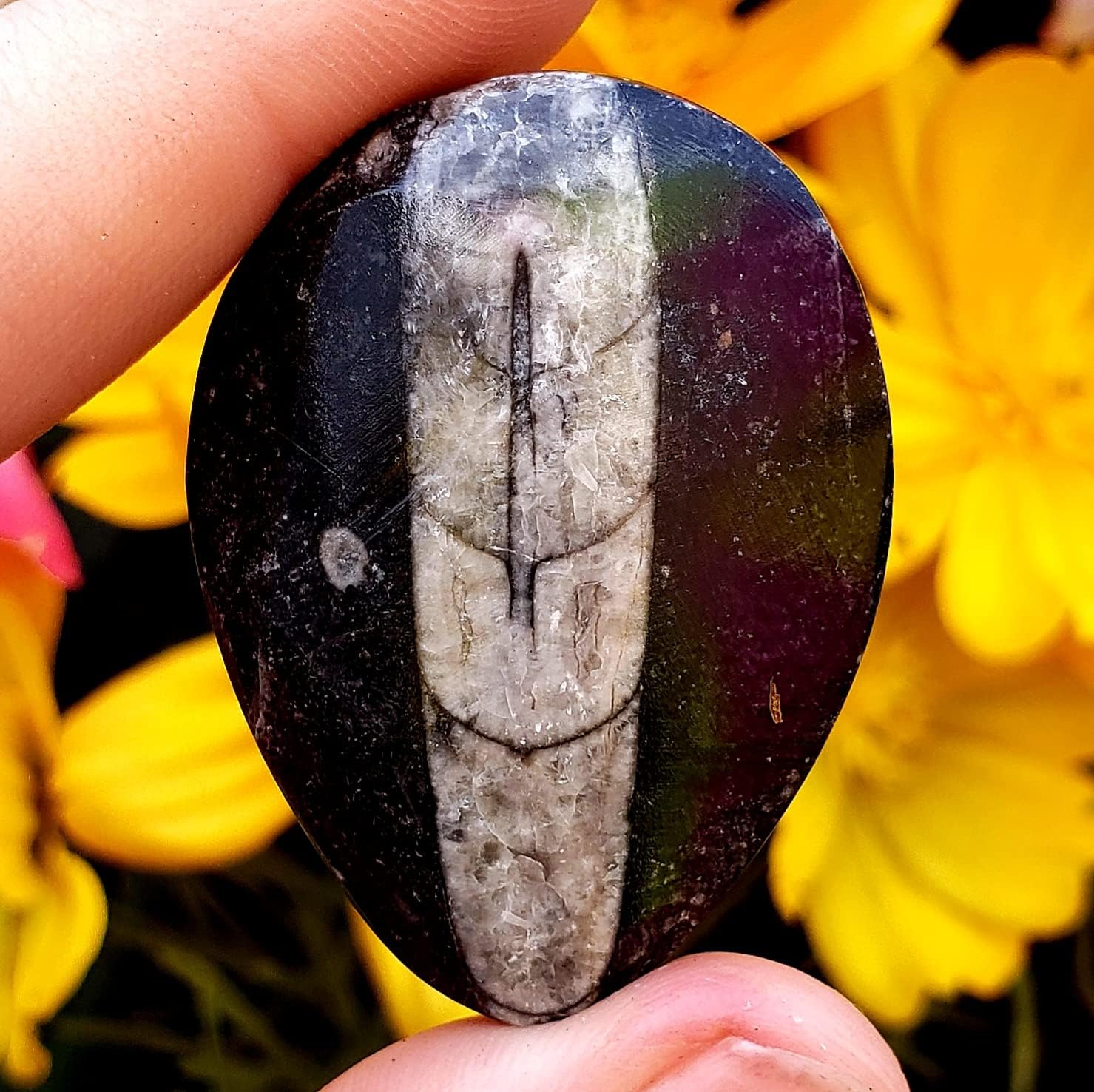 Orthoceras – Espécimen de piedra fósil natural de reiki curativo metafísico de cristal de chakras, juego de 2 piezas, transparente