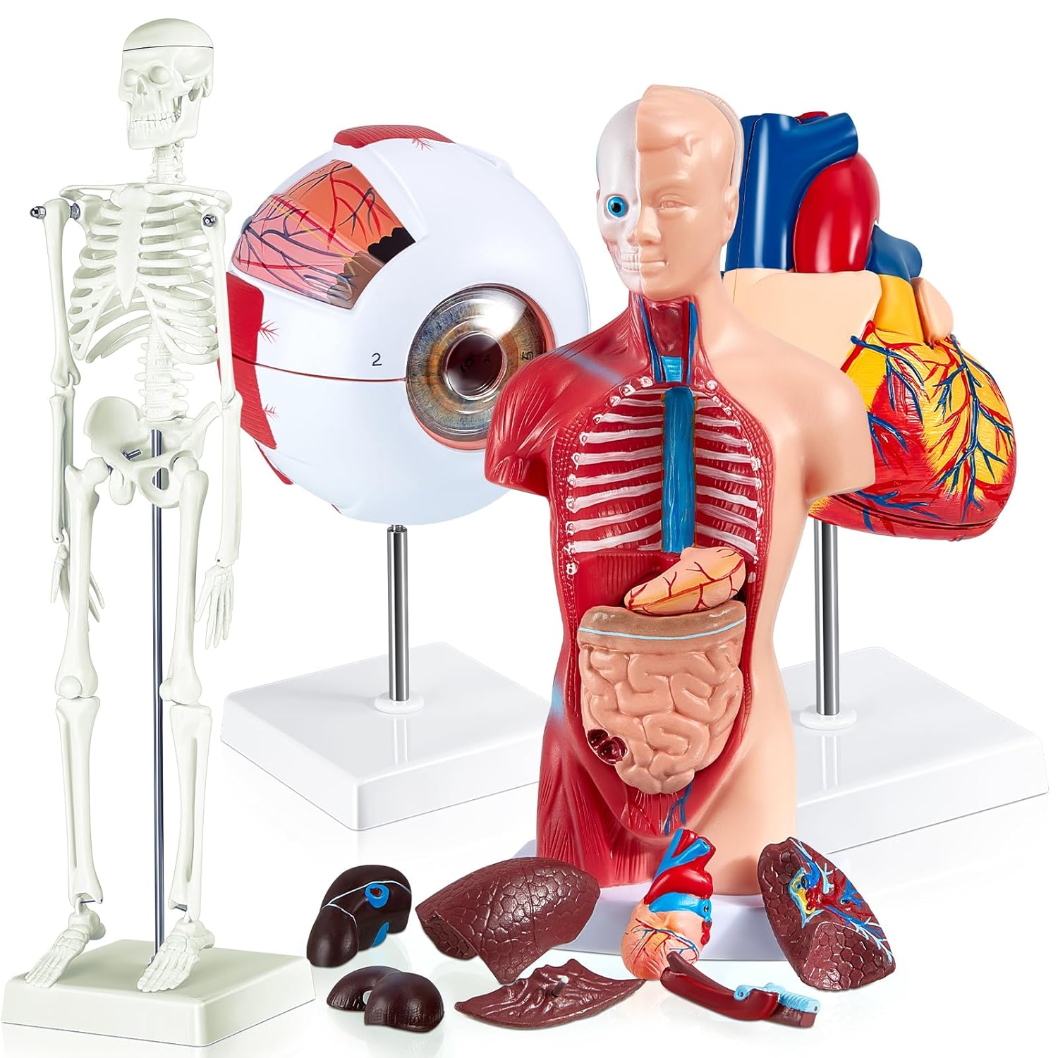 4 piezas de cuerpo humano, esqueleto, globo ocular de corazón, modelo anatómico desmontable de anatomía conjunto de piezas 3D científicas extraíbles