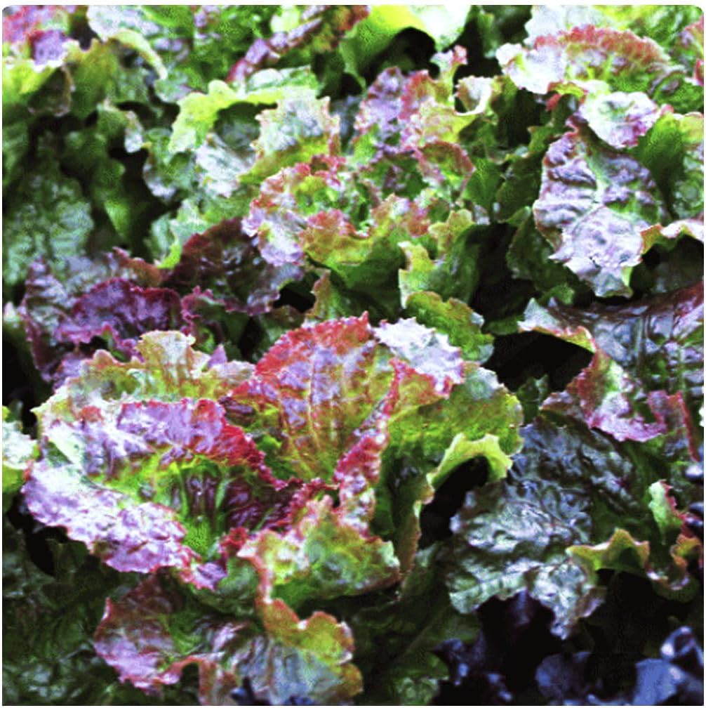 Semillas de lechuga Prizehead, cultivo de otoño y plantación de temporada fría