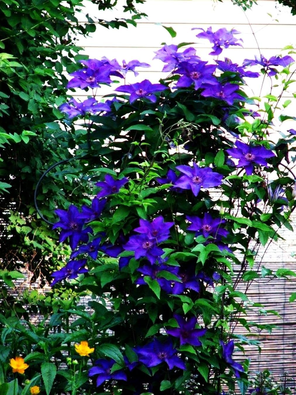 Semillas de flores mixtas Clematis Flor perenne 20 Semillas