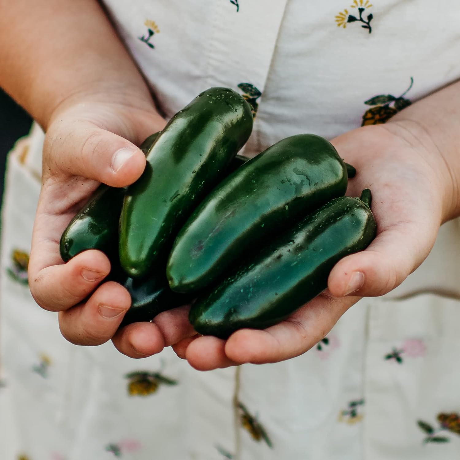 Nadapeno Jalapeño Pepper – 25 semillas – Variedad tradicional y polinizada abierta, semillas de vegetales sin OMG para plantar en el jardín