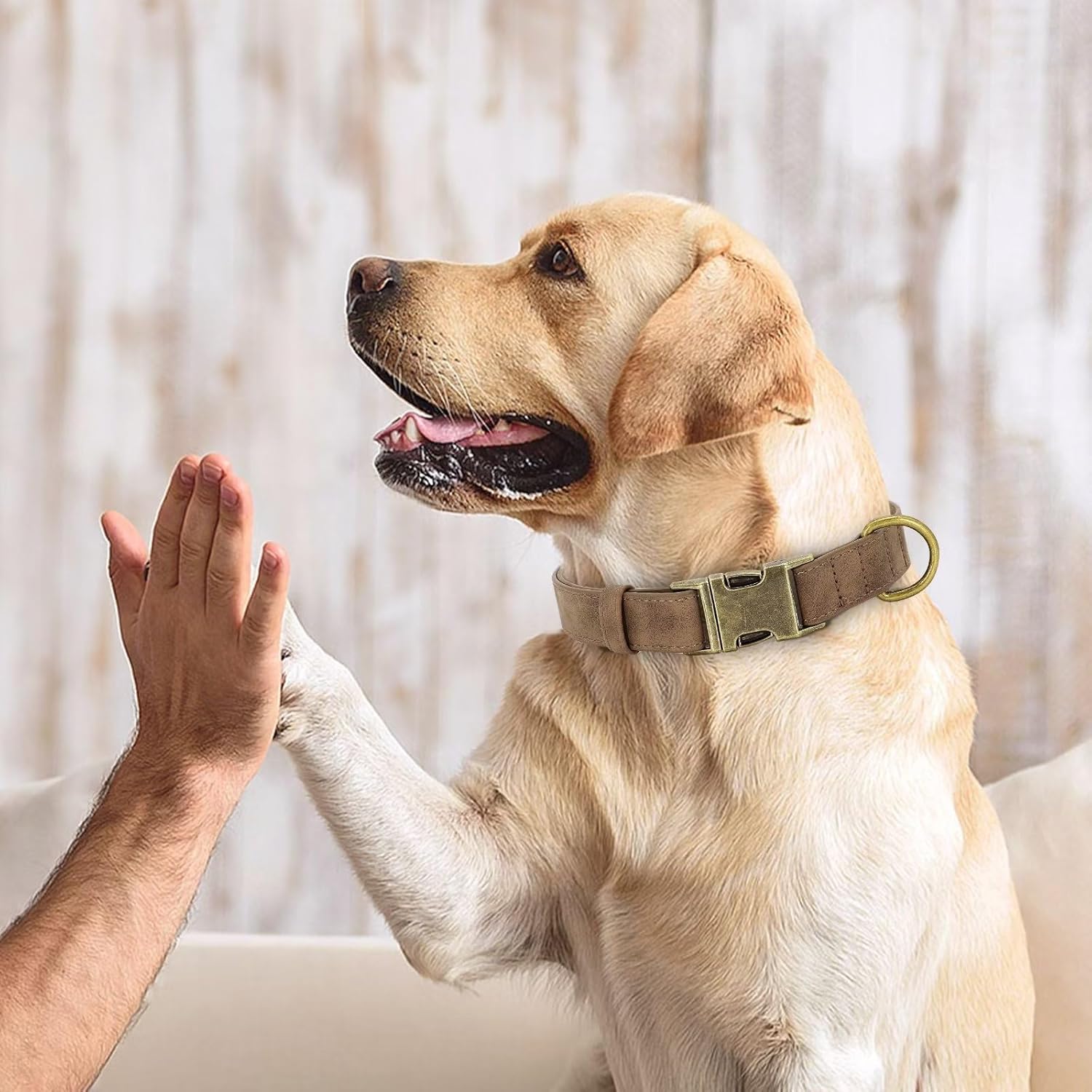 Didog Collar de cuero suave para perro, collares de perro duraderos y resistentes con hebilla metálica de liberación rápida, collar de cuero