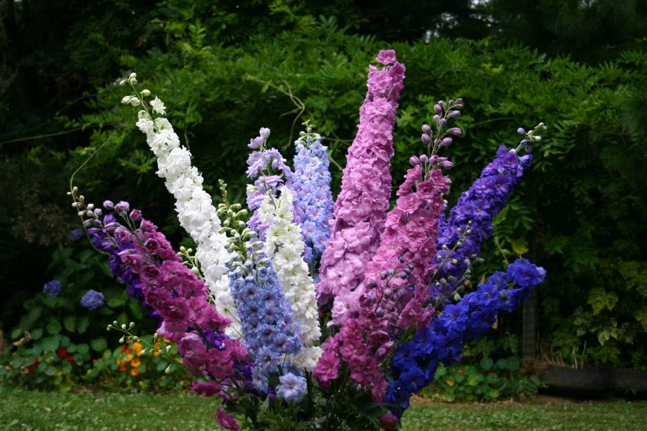 Semillas Rocket Larkspur Delphinium Giant High Tall Mix Anual Flores cortadas al aire libre para plantar sin OMG
