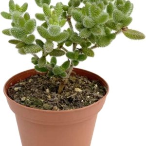 Delosperma echinatum – Planta viva para interior  Diferentes plantas de interior en maceta de 4 y 6 pulgadas  Decoración de planta de casa real para Delosperma echinatum – Planta viva para interior  Diferentes plantas de interior en maceta de 4 y 6 pulgadas  Decoración de planta de casa real para